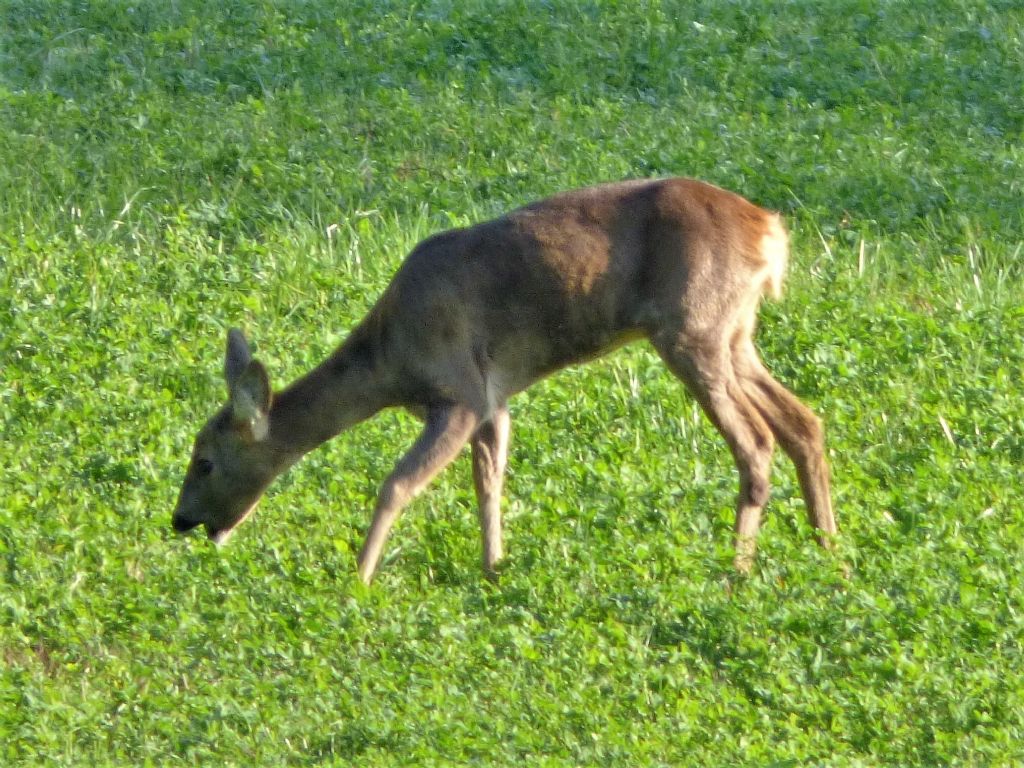 Capriolo